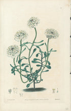 Load image into Gallery viewer, Smith, E.D.  Plate 6