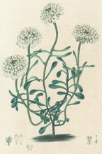 Load image into Gallery viewer, Smith, E.D.  Plate 6