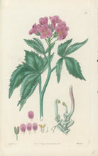 Load image into Gallery viewer, Smith, E.D.  Plate 72
