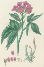 Load image into Gallery viewer, Smith, E.D.  Plate 72