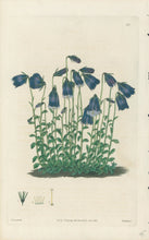Load image into Gallery viewer, Smith, E.D.  Plate 80