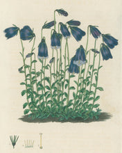Load image into Gallery viewer, Smith, E.D.  Plate 80