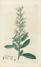 Load image into Gallery viewer, Smith, E.D.  Plate 81