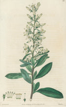 Load image into Gallery viewer, Smith, E.D.  Plate 81