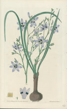 Load image into Gallery viewer, Smith, E.D.  Plate 88
