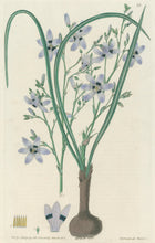 Load image into Gallery viewer, Smith, E.D.  Plate 88