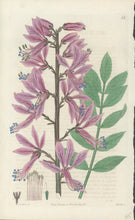 Load image into Gallery viewer, Smith, E.D.  Plate 93
