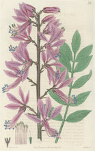 Load image into Gallery viewer, Smith, E.D.  Plate 93