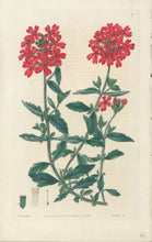 Load image into Gallery viewer, Smith, E.D.  Plate 9