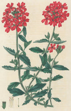 Load image into Gallery viewer, Smith, E.D.  Plate 9