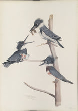 Load image into Gallery viewer, Tyson, Carroll  “Belted King Fisher.” Plate 65
