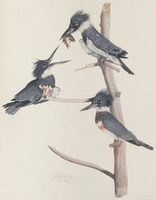 Load image into Gallery viewer, Tyson, Carroll  “Belted King Fisher.” Plate 65
