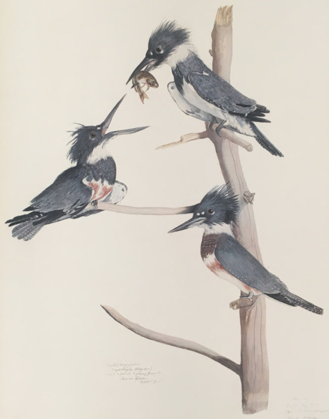 Tyson, Carroll  “Belted King Fisher.” Plate 65