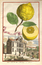 Load image into Gallery viewer, Volckamer, Johann Christoph "Lim: Pusilla Pila." pl.122