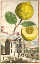 Load image into Gallery viewer, Volckamer, Johann Christoph "Lim: Pusilla Pila." pl.122