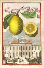 Load image into Gallery viewer, Volckamer, Johann Christoph "Limon Ponzino da Neapoli" Pl. 125