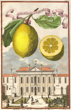 Load image into Gallery viewer, Volckamer, Johann Christoph "Limon Ponzino da Neapoli" Pl. 125