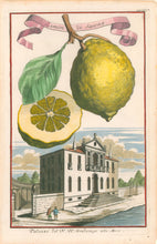 Load image into Gallery viewer, Volckamer, Johann Christoph "Limon di Savona" Pl. 484
