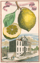 Load image into Gallery viewer, Volckamer, Johann Christoph "Limon di Savona" Pl. 484