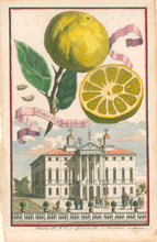 Load image into Gallery viewer, Volckamer, Johann Christoph "Pomo d'Adamo foetifero"