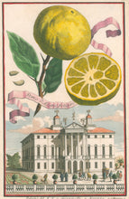 Load image into Gallery viewer, Volckamer, Johann Christoph "Pomo d'Adamo foetifero"