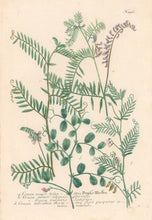 Load image into Gallery viewer, Weinmann, Johann Wilhelm "Cracca major sylvestris . . ." Pl. 436