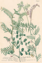 Load image into Gallery viewer, Weinmann, Johann Wilhelm "Cracca major sylvestris . . ." Pl. 436