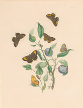 Load image into Gallery viewer, Humphreys, H.N. "Thecla Betulae.  Thecla Pruni." Plate XXV. From "British Butterflies and their Transformations"