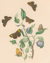Load image into Gallery viewer, Humphreys, H.N. &quot;Thecla Betulae.  Thecla Pruni.&quot; Plate XXV. From &quot;British Butterflies and their Transformations&quot;
