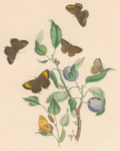 Load image into Gallery viewer, Humphreys, H.N. "Thecla Betulae.  Thecla Pruni." Plate XXV. From "British Butterflies and their Transformations"