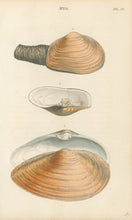 Load image into Gallery viewer, Wood, William.  "Mya." Plate 17