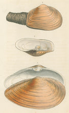 Load image into Gallery viewer, Wood, William.  "Mya." Plate 17