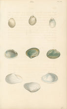 Load image into Gallery viewer, Wood, William.  "Mya." Plate 24