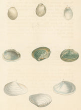 Load image into Gallery viewer, Wood, William.  "Mya." Plate 24