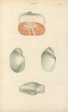 Load image into Gallery viewer, Wood, William.  "Solen." Plate 30