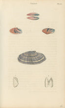 Load image into Gallery viewer, Wood, William.  "Solen." Plate 34