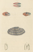 Load image into Gallery viewer, Wood, William.  &quot;Solen.&quot; Plate 34
