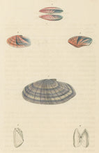 Load image into Gallery viewer, Wood, William.  "Solen." Plate 34