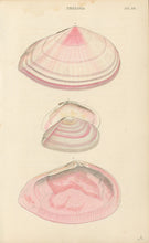 Load image into Gallery viewer, Wood, William.  "Tellina." Plate 39