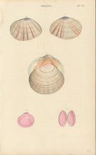 Load image into Gallery viewer, Wood, William.  "Tellina." Plate 40