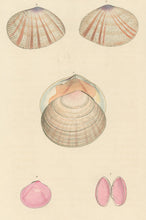 Load image into Gallery viewer, Wood, William.  "Tellina." Plate 40