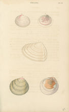 Load image into Gallery viewer, Wood, William.  "Tellina." Plate 43