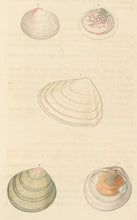 Load image into Gallery viewer, Wood, William.  "Tellina." Plate 43