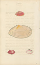 Load image into Gallery viewer, Wood, William.  "Tellina." Plate 44