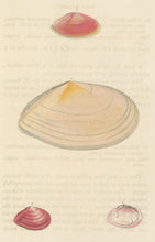 Load image into Gallery viewer, Wood, William.  "Tellina." Plate 44