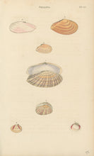 Load image into Gallery viewer, Wood, William.  "Tellina." Plate 45