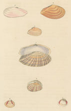 Load image into Gallery viewer, Wood, William.  "Tellina." Plate 45