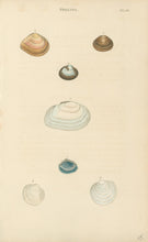 Load image into Gallery viewer, Wood, William.  "Tellina." Plate 46