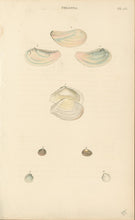Load image into Gallery viewer, Wood, William.  "Tellina." Plate 47