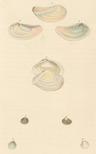 Load image into Gallery viewer, Wood, William.  "Tellina." Plate 47